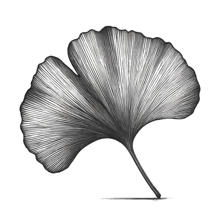 Ginkgo